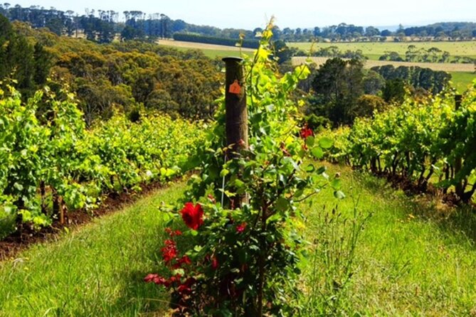 Mornington Peninsula Private Sightseeing Day Tour From Melbourne. - Guide Experience