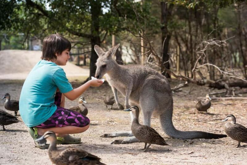 Mornington Peninsula Tour: wildlife, wine, art & hot springs - A Practical Guide to the Mornington Peninsula Tour