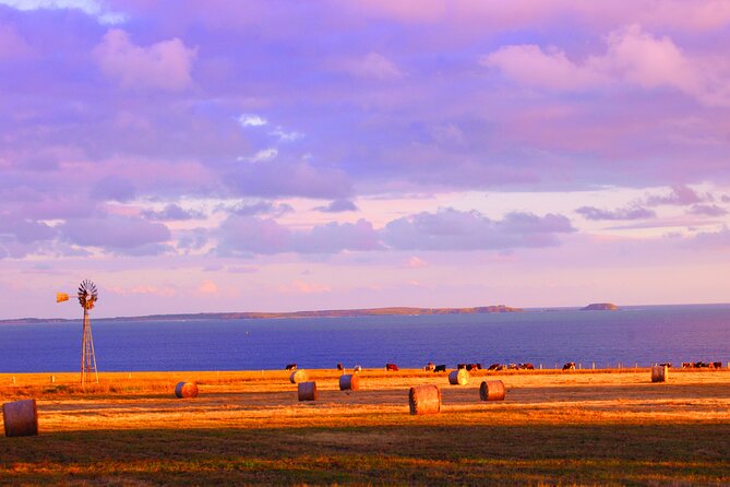 Mornington Peninsula Wine and Food Day Tour From Melbourne - Reviews and Recommendations