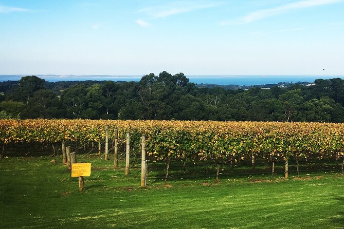 Mornington Peninsula Winery Bus Tour Including Lunch With a Glass of Wine - Tour Highlights