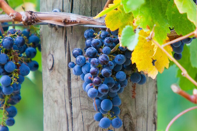 Mornington Peninsula Winery Bus Tour Including Lunch With a Glass of Wine - Lunch and Wine