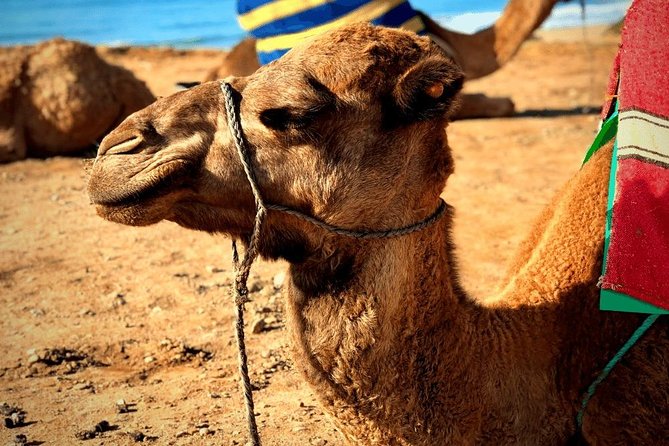 Morocco Day Trip From Spain: Private Luxury & All-Inclusive - Additional Information