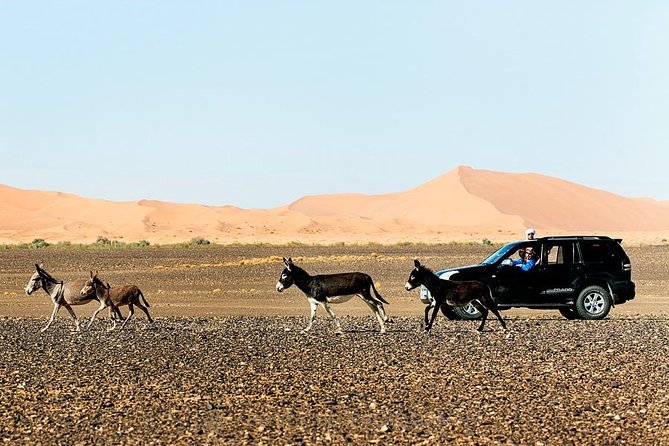 Morocco Grand Journey 14 Days Tour - Customization and Flexibility