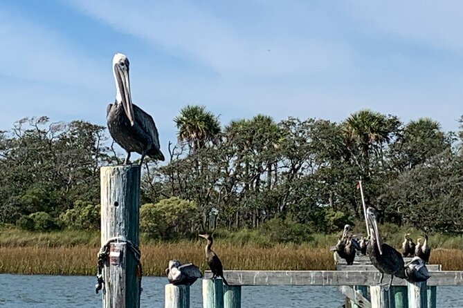 Morris Island Private Excursion - Dolphin Sightings and Shell Collecting