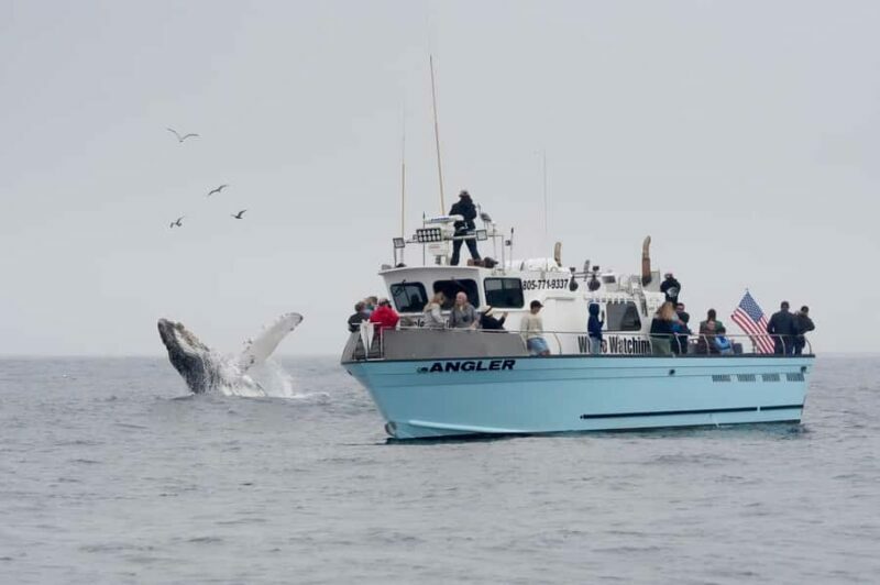 Morro Bay: Whale Watching Adventure - Key Points