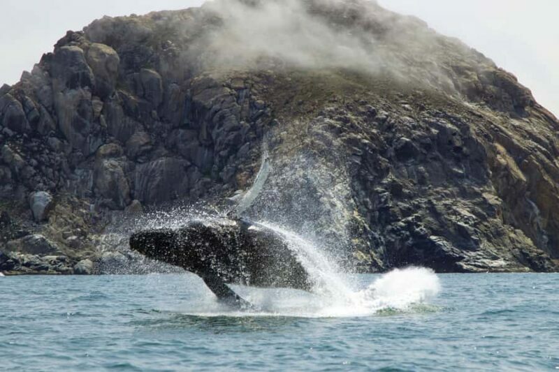 Morro Bay: Whale Watching Adventure - A Closer Look at the Morro Bay Whale Watching Tour