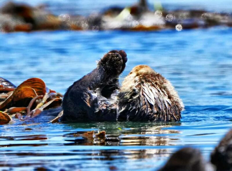 Morro Bay: Whale Watching Adventure - Who Would Love This Tour?