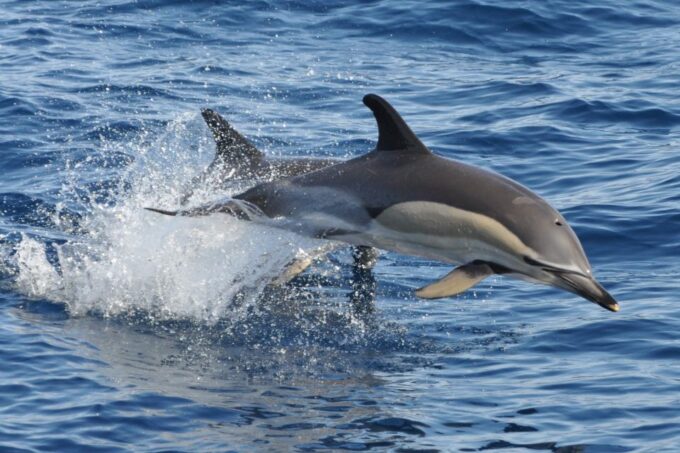 Morro Jable: Dolphin & Whale Watching Cruise, Drinks & Swim - Refreshing Swim Stop