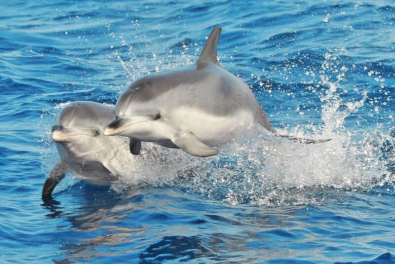 Morro Jable: Dolphin & Whale Watching Cruise, Drinks & Swim - Boat and Crew Information