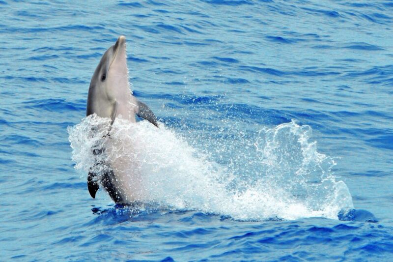 Morro Jable: Dolphin & Whale Watching Cruise, Drinks & Swim - Pickup and Meeting Point