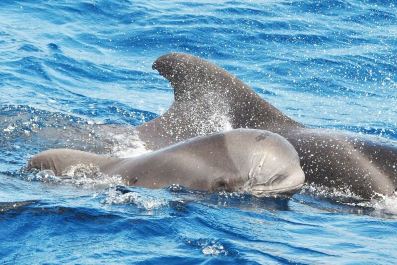 Morro Jable: Dolphin & Whale Watching Cruise, Drinks & Swim - Customer Ratings and Feedback