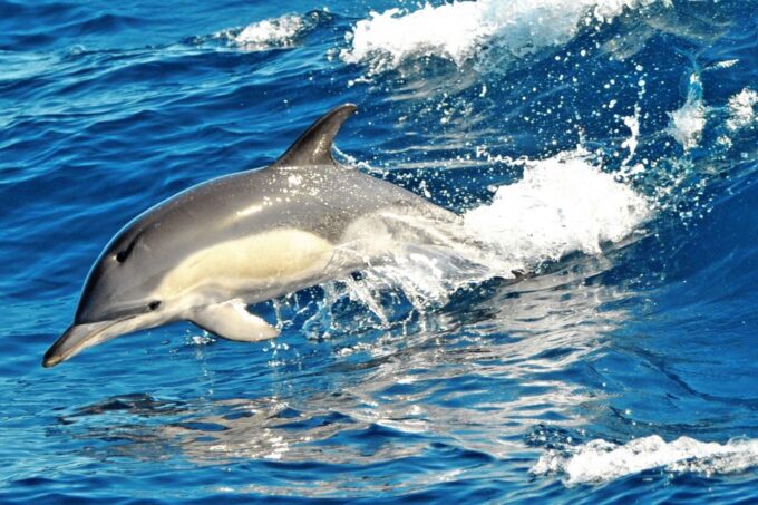 Morro Jable: Dolphin & Whale Watching Cruise, Drinks & Swim - Sustainability and Conservation