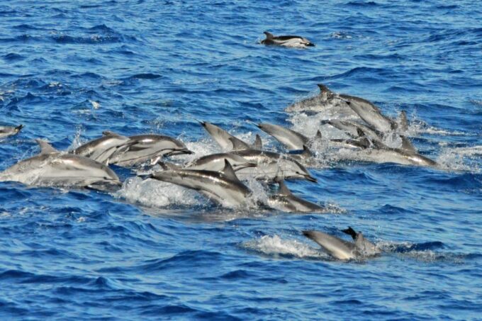 Morro Jable: Dolphin & Whale Watching Cruise, Drinks & Swim - What to Bring and Wear