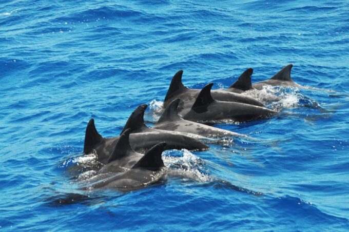 Morro Jable: Dolphin & Whale Watching Cruise, Drinks & Swim - Booking and Cancellation Policy