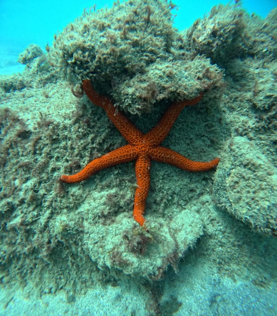 Morro Jable: Snorkeling Adventure - Booking Information