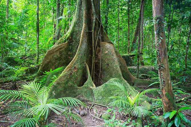 Mossman Gorge Adventure Day - Customer Reviews and Feedback