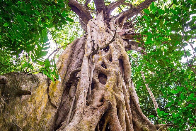 Mossman Gorge Adventure Day - Getting to Mossman Gorge