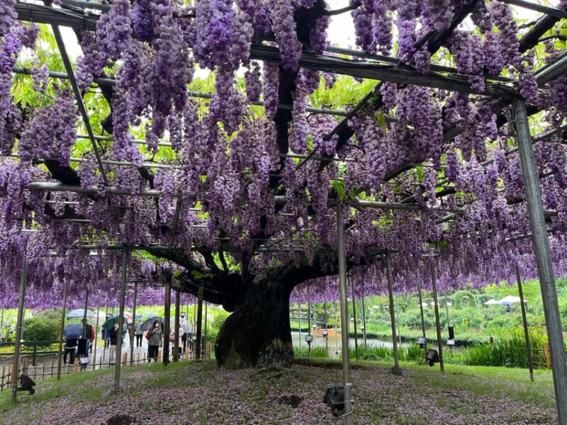Most Beautiful Great Wisteria in the World - Key Points