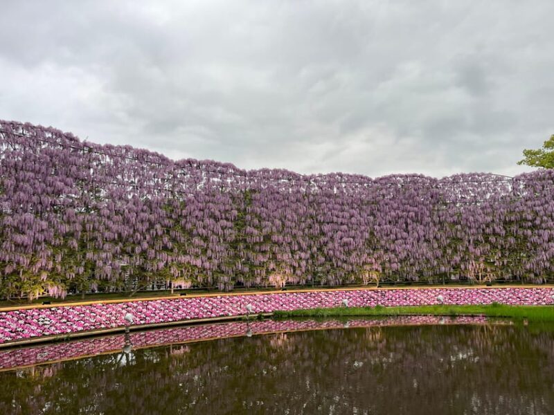 Most Beautiful Great Wisteria in the World - Seasonal Flower Displays