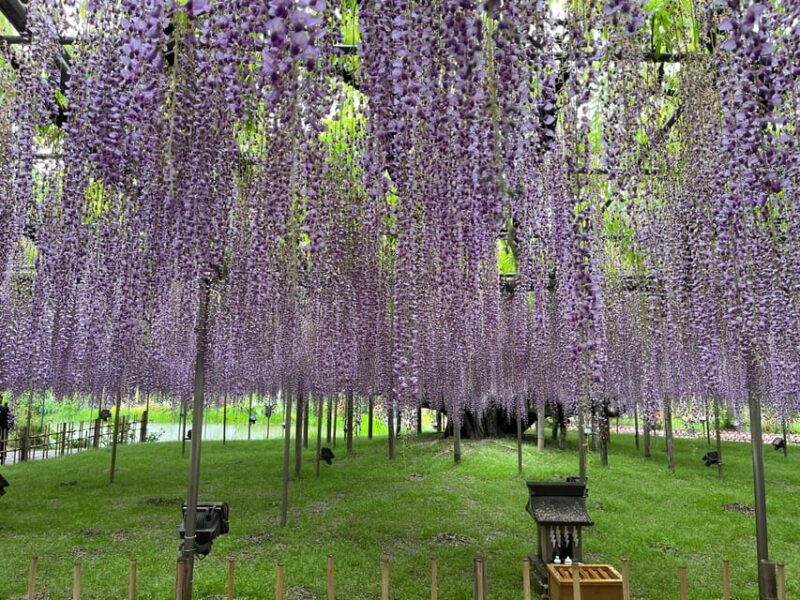 Most Beautiful Great Wisteria in the World - 143-year-old Wisteria Tree
