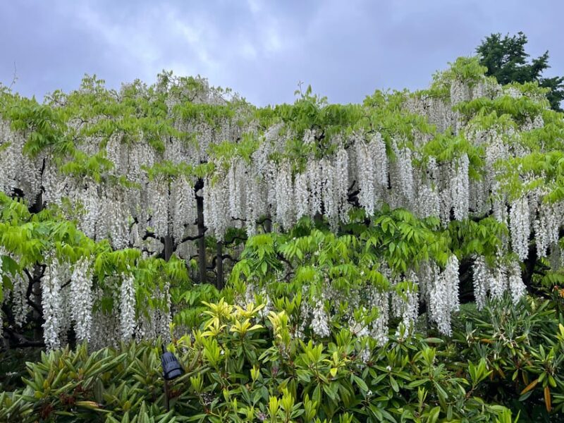 Most Beautiful Great Wisteria in the World - Avatar-like Spiritual Tree