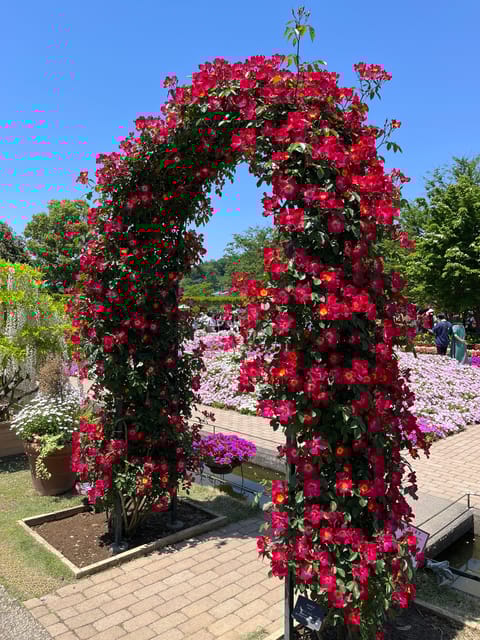 Most Beautiful Great Wisteria in the World - Dream Travel Destination