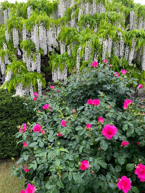 Most Beautiful Great Wisteria in the World - Tour Details and Inclusions