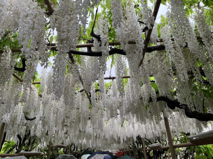 Most Beautiful Great Wisteria in the World - Additional Information