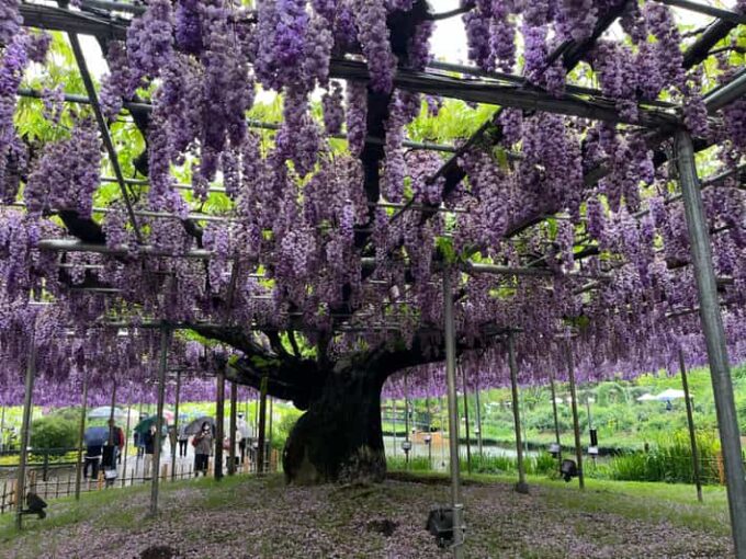 Most Beautiful Great Wisteria in the World - Frequently Asked Questions