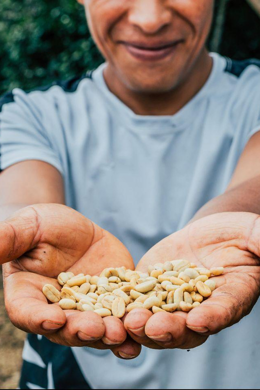 Most Complete COFFEE TOUR at Local Family Farm - Live Tour Guide