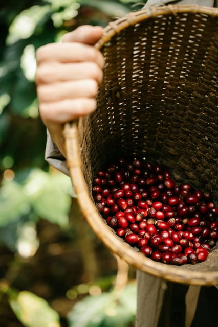 Most Complete COFFEE TOUR at Local Family Farm - Coffee Cultivation