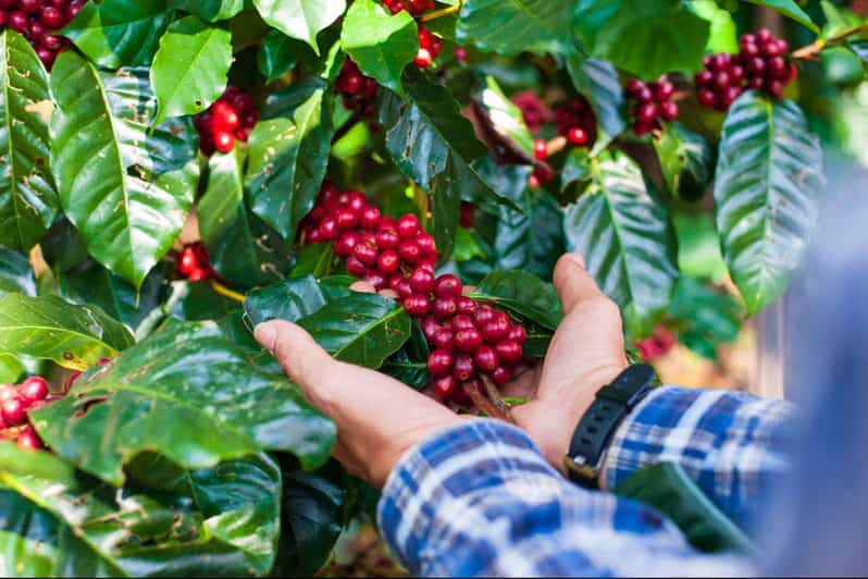 Most Complete COFFEE TOUR at Local Family Farm - Comfortable Pickup