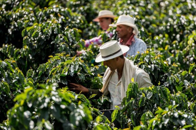 Most Complete COFFEE TOUR at Local Family Farm - Included Highlights