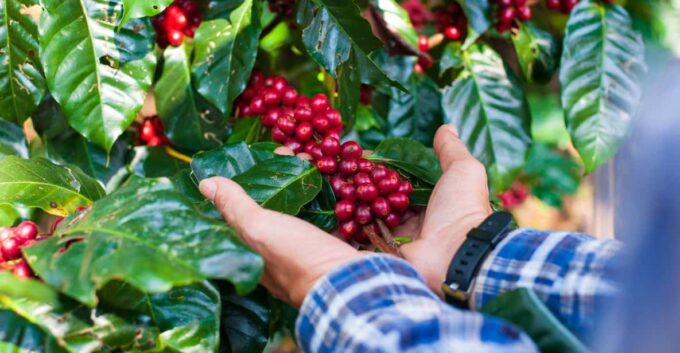 Most Complete COFFEE TOUR at Local Family Farm - Frequently Asked Questions
