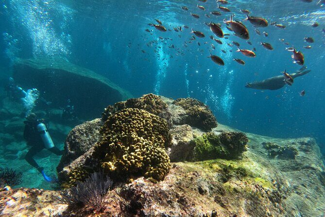 MOST POPULAR TOUR IN LA PAZ! Swim with Sea Lions Private Boat - Key Points