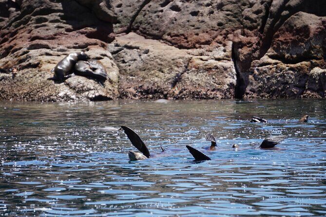 MOST POPULAR TOUR IN LA PAZ! Swim with Sea Lions Private Boat - An In-Depth Look at the Tour Experience