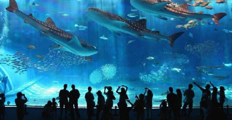 Motobu: Okinawa Churaumi Aquarium Entry E-ticket - Highlights of the Aquarium