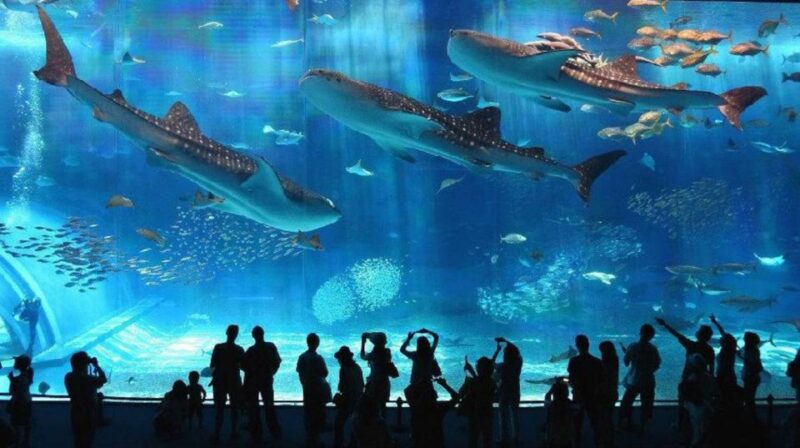 Motobu: Okinawa Churaumi Aquarium Entry E-ticket - Frequently Asked Questions