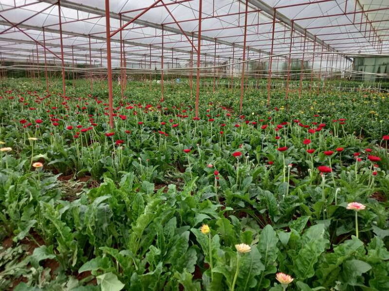 Motorcycle Tour - Exploring Dalat Countryside Day Tour - Additional Information