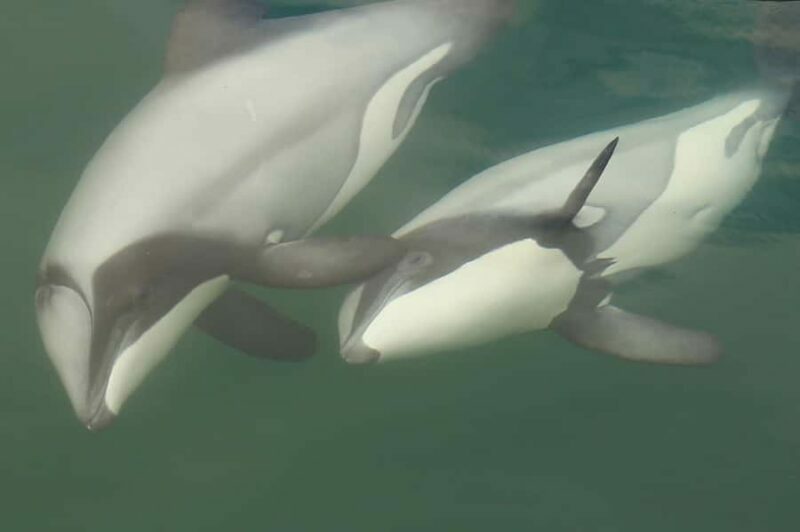 Motuara Island Sanctuary: Wildlife & Dolphin Watching Tour - Key Points