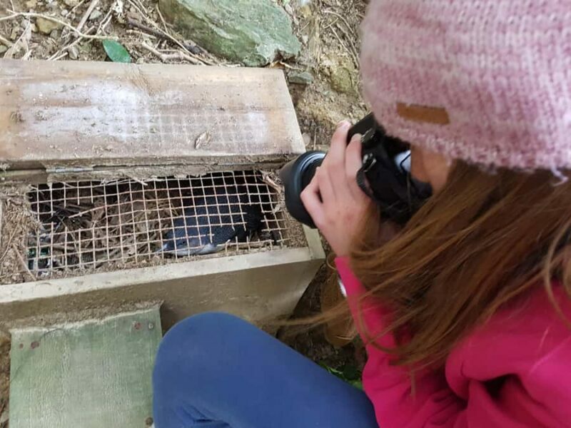 Motuara Island Sanctuary: Wildlife & Dolphin Watching Tour - An Inside Look at the Experience