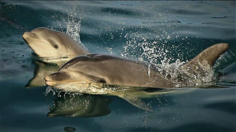 Motuara Island Sanctuary: Wildlife & Dolphin Watching Tour - Authentic Perspectives from Travelers