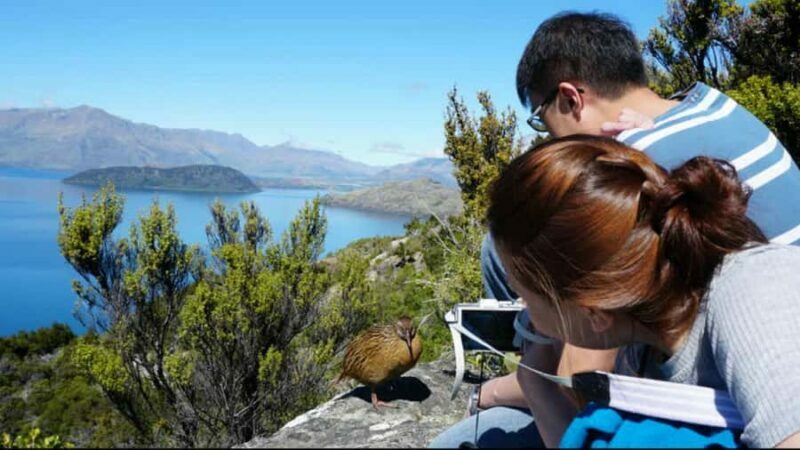 Mou Waho Island: 3-Hour Cruise and Guided Nature Walk - Discovering Mou Waho Island: A Conservation Treasure