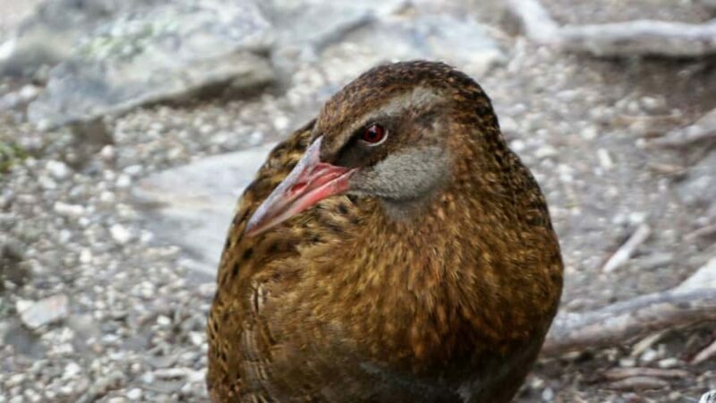 Mou Waho Island: 3-Hour Cruise and Guided Nature Walk - Scenic Cruise Back: Relaxing with Mountain Views