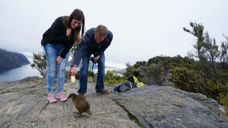 Mou Waho Island 3-Hour Cruise and Nature Walk - Wildlife and Conservation