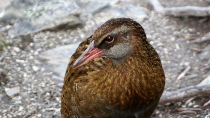 Mou Waho Island 3-Hour Cruise and Nature Walk - Recap