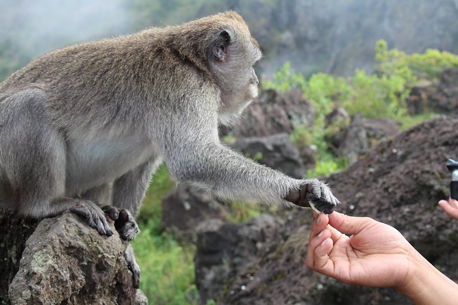 Mount Batur Sunrise Trekking - Pickup and Meeting Details