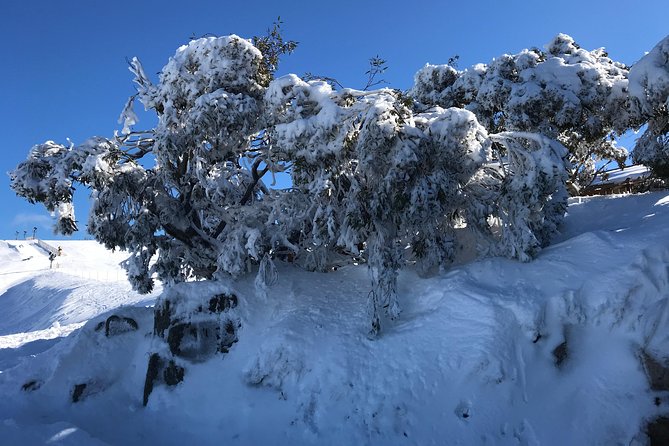 Mount Buller Snow Day Boutique Trip - Max 11 People - Group Size and Rating