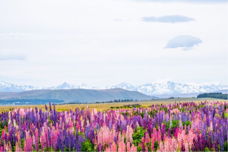 Mount Cook Full-Day Tour: Queenstown to Christchurch - Scenic Attractions