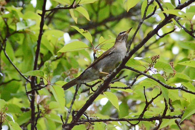 Mount Doi Inthanon Hiking & Bird Watching - Good To Know